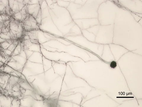 Hifa dan kepala konidia Aspergillus niger pada mikrograf dengan bar skala asli 100 µm di kanan bawah.