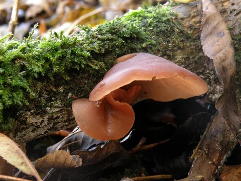 Auricularia auricula-judae menurut record Mushroom Observer 64485, Lancaster University, Inggris, 12 November 2009. Foto Josh Milburn; lingkup Eropa selaras dengan catatan revisi profil.
