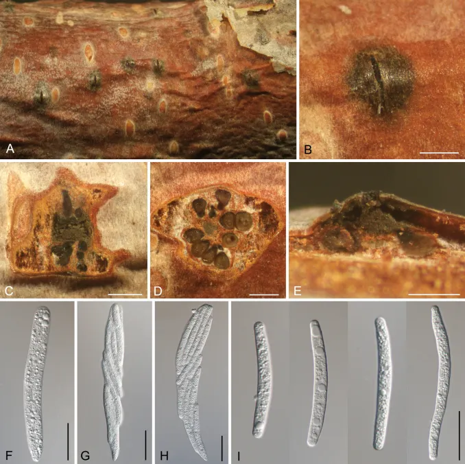 Dokumentasi Cryptosporella tomentella — Pelat ilmiah