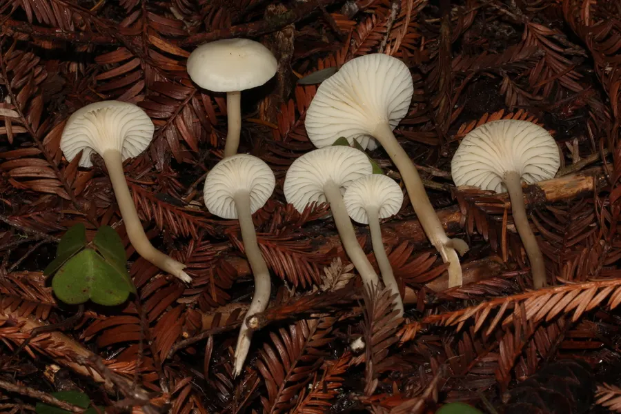 Dokumentasi Cuphophyllus russocoriaceus — Fotografi