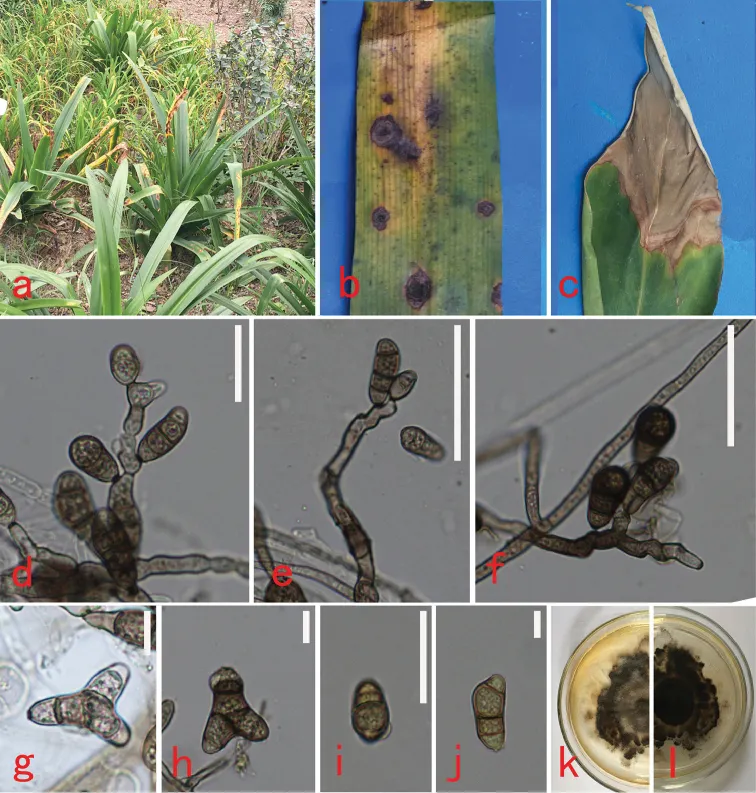 Dokumentasi Curvularia microspora — Pelat ilmiah