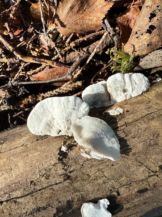 Dokumentasi Cyanosporus alni — Fotografi