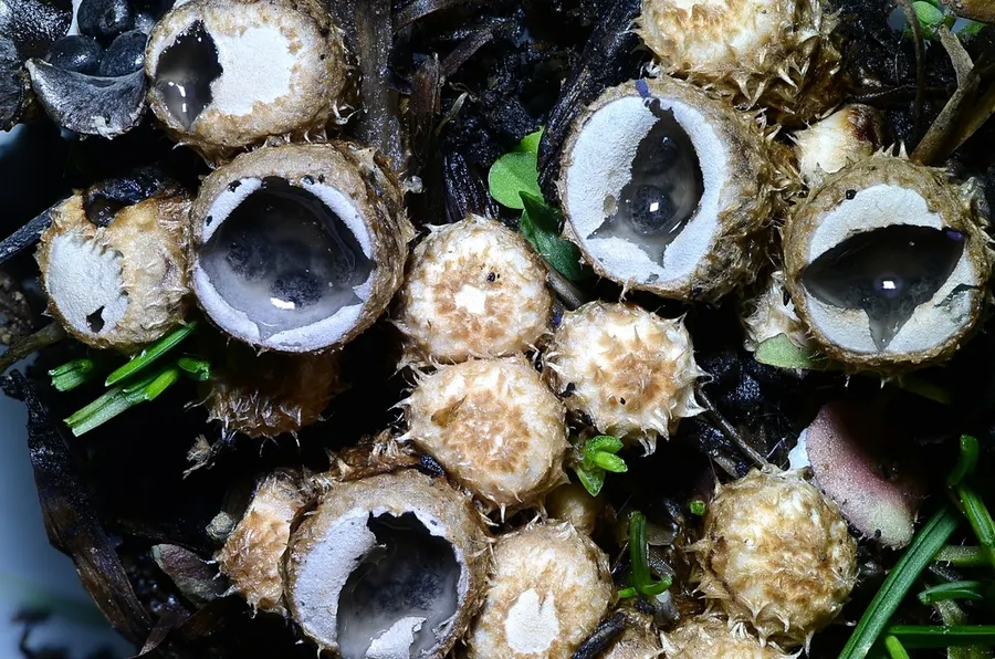 Dokumentasi Cyathus stercoreus — Fotografi