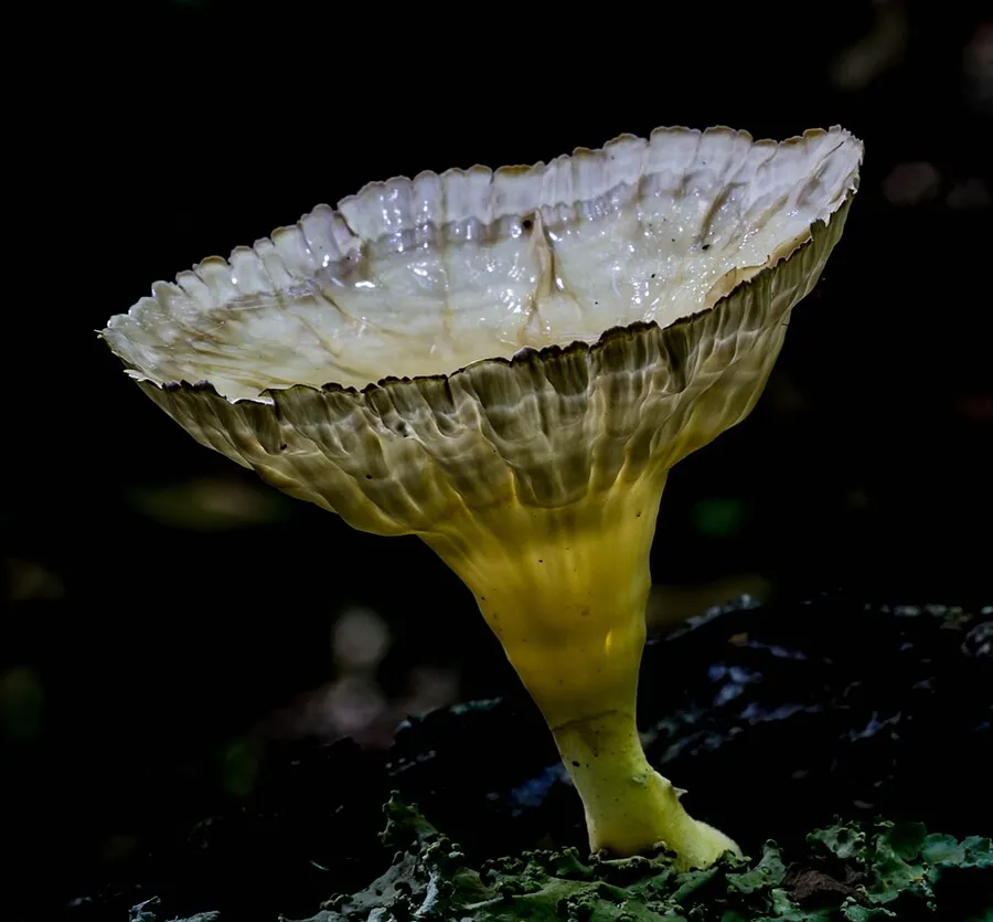 Dokumentasi Cymatoderma caperatum — Fotografi