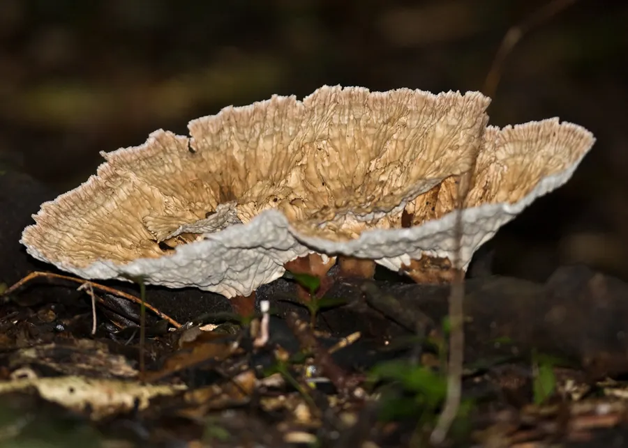 Dokumentasi Cymatoderma elegans — Fotografi
