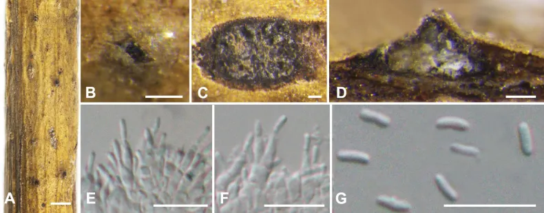 Dokumentasi Cytospora ailanthicola — Pelat ilmiah