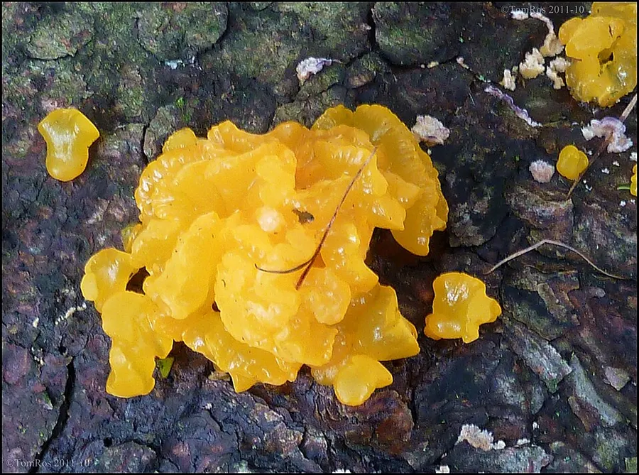 Dokumentasi Dacrymyces chrysospermus — Fotografi