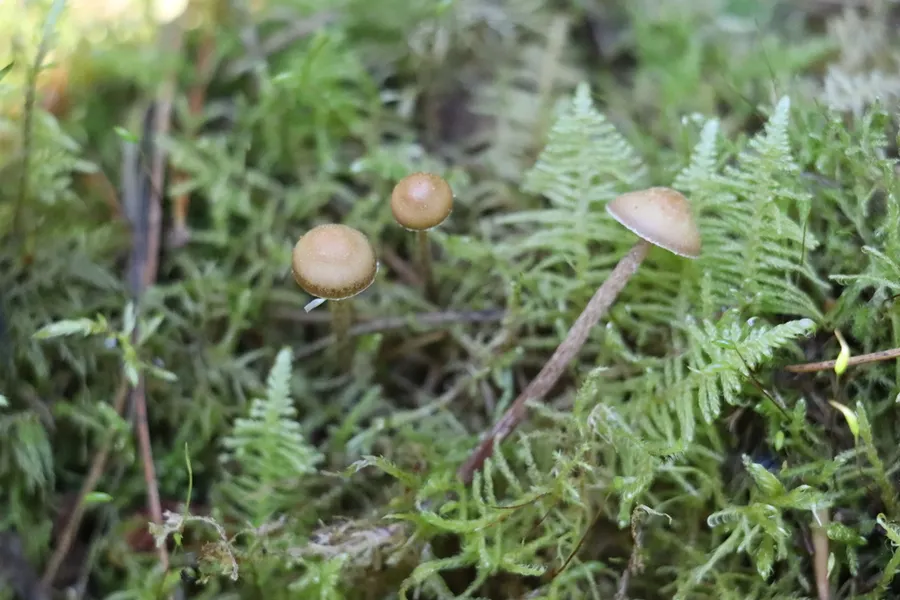 Dokumentasi Deconica phyllogena — Fotografi