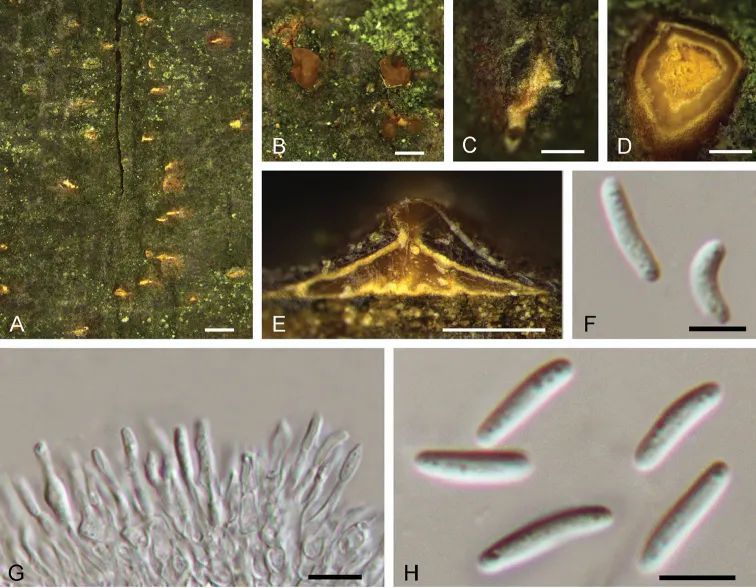 Dokumentasi Dendrostoma aurorae — Pelat ilmiah