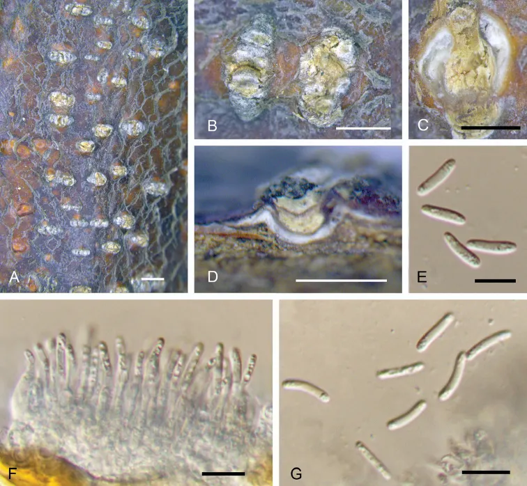 Dokumentasi Dendrostoma castaneae — Pelat ilmiah