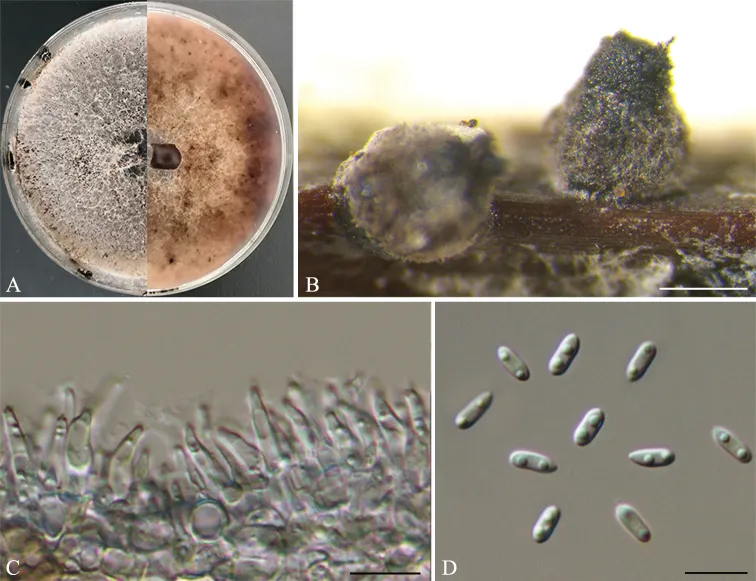 Dokumentasi Diaporthe hubeiensis — Pelat ilmiah