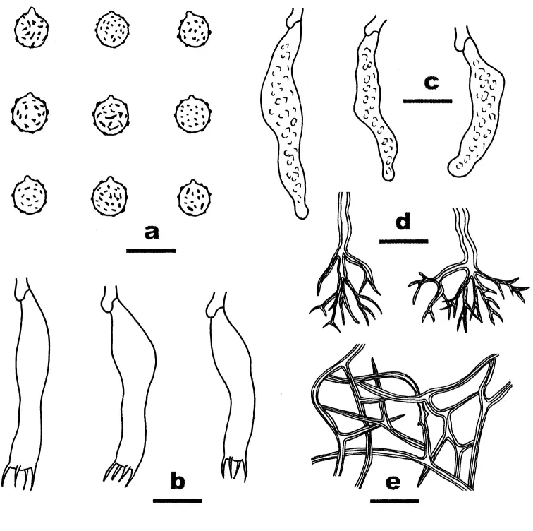 Dokumentasi Dichostereum eburneum — Pelat ilmiah