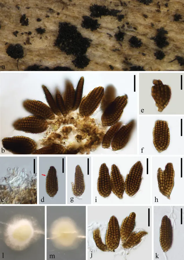 Dokumentasi Dictyosporium hughesii — Pelat ilmiah