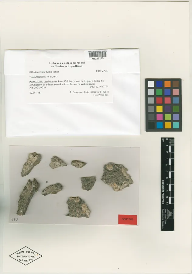 Dokumentasi Roccellina badia — Voucher herbarium