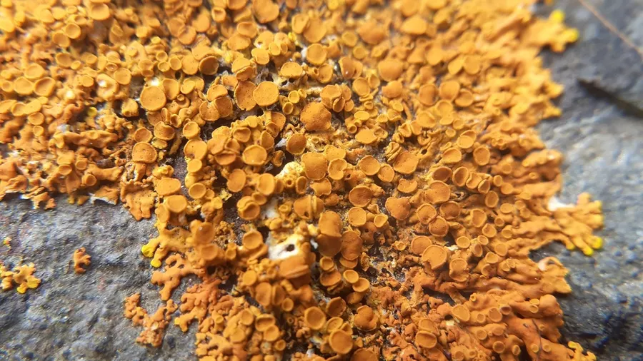 Dokumentasi Dufourea ligulata — Fotografi