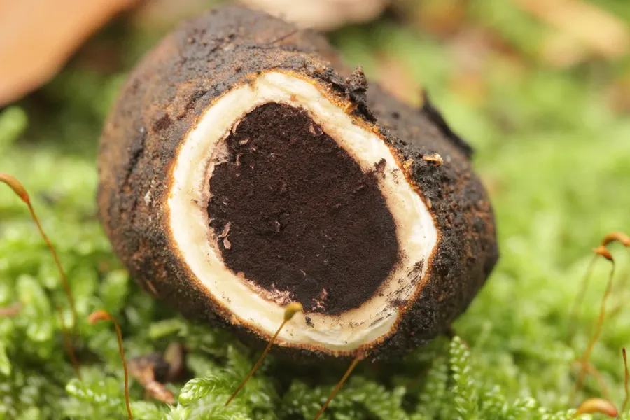 Dokumentasi Elaphomyces granulatus — Fotografi
