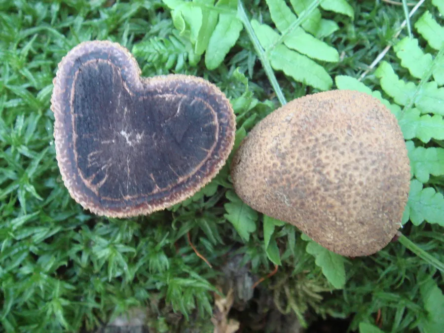 Dokumentasi Elaphomyces muricatus — Fotografi