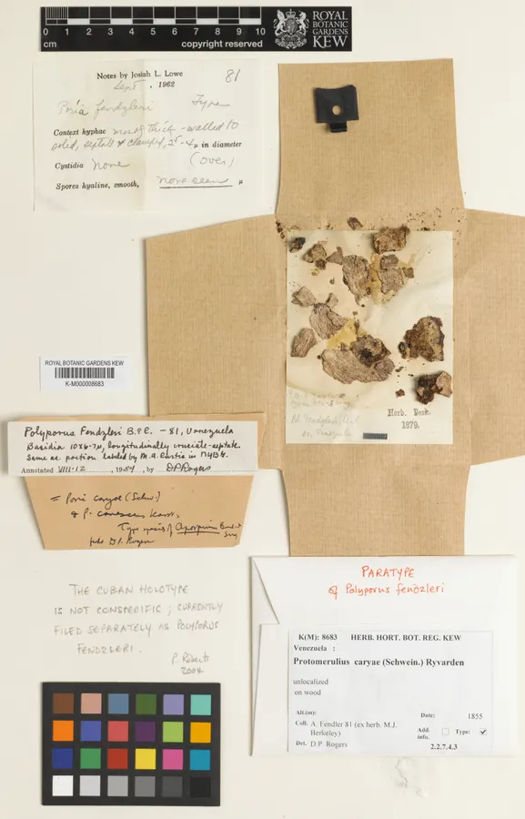 Dokumentasi Protomerulius caryae — Voucher herbarium