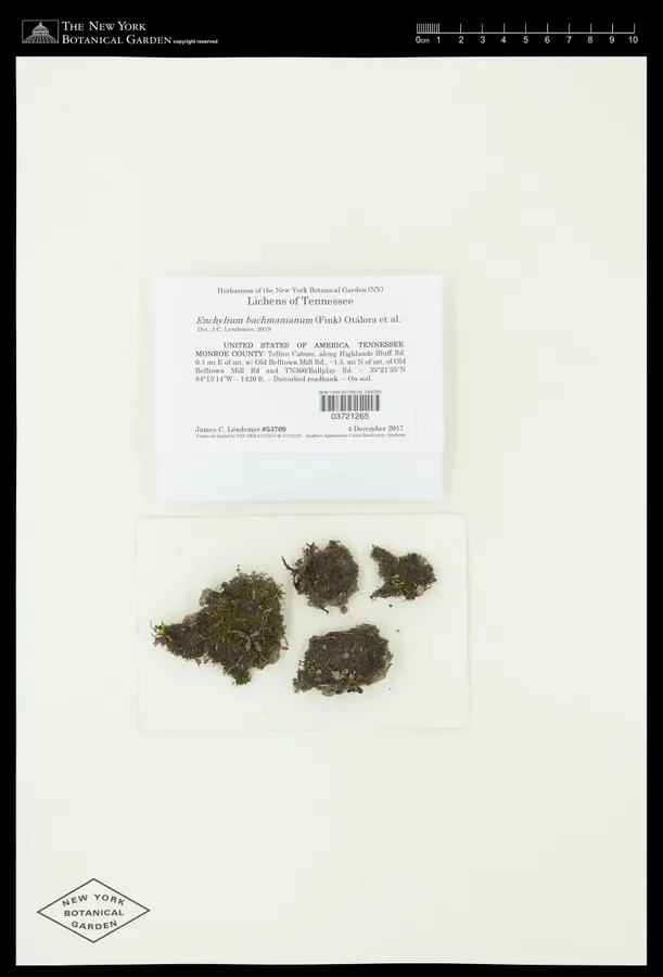 Dokumentasi Enchylium bachmanianum — Voucher herbarium