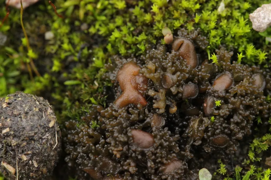 Dokumentasi Enchylium tenax — Fotografi
