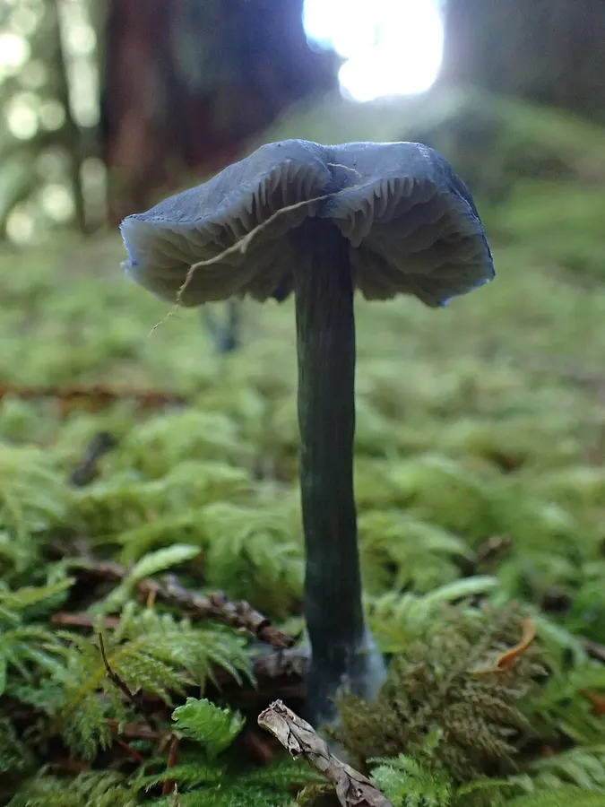 Dokumentasi Entocybe nitida — Fotografi