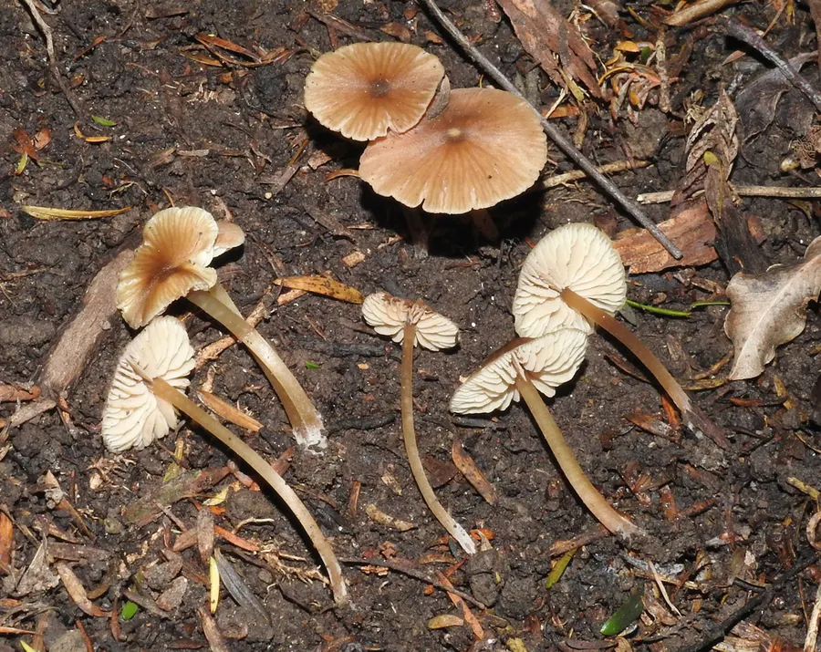 Dokumentasi Entoloma aromaticum — Fotografi