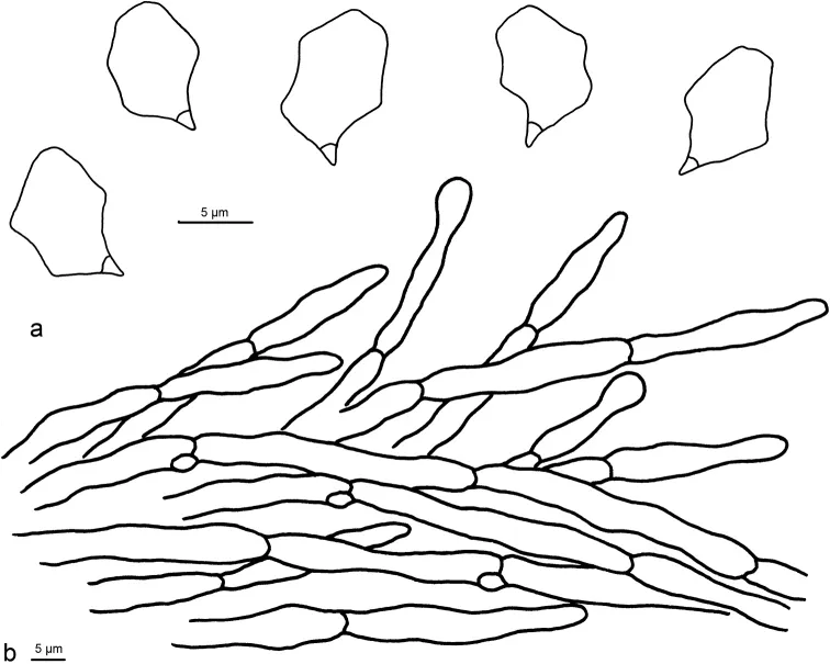 Dokumentasi Entoloma conchatum — Pelat ilmiah