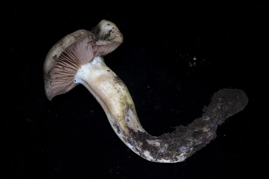Dokumentasi Entoloma ferruginans — Fotografi