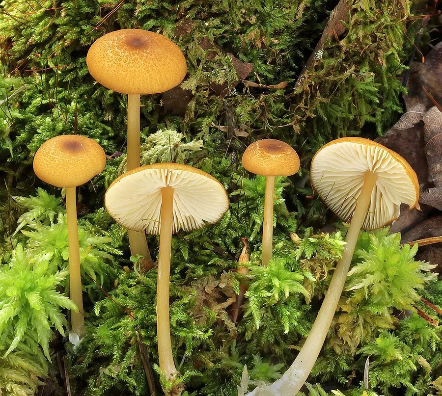Dokumentasi Entoloma formosum — Fotografi