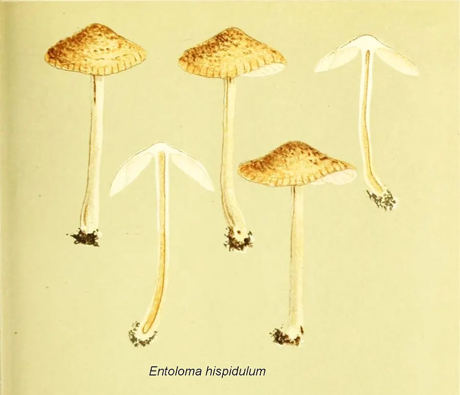Dokumentasi Entoloma hispidulum — Fotografi