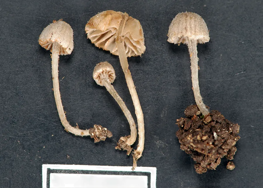 Dokumentasi Entoloma horakii — Fotografi
