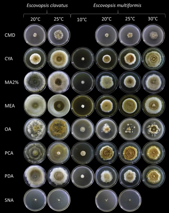 Dokumentasi Escovopsis multiformis — Pelat ilmiah