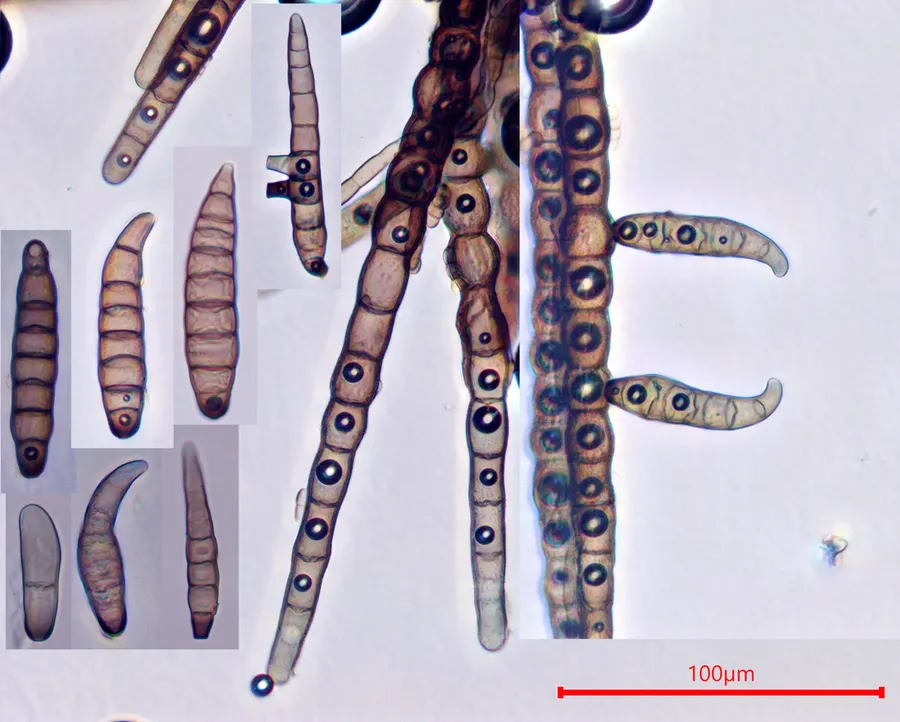 Dokumentasi Euantennaria pacifica — Fotografi