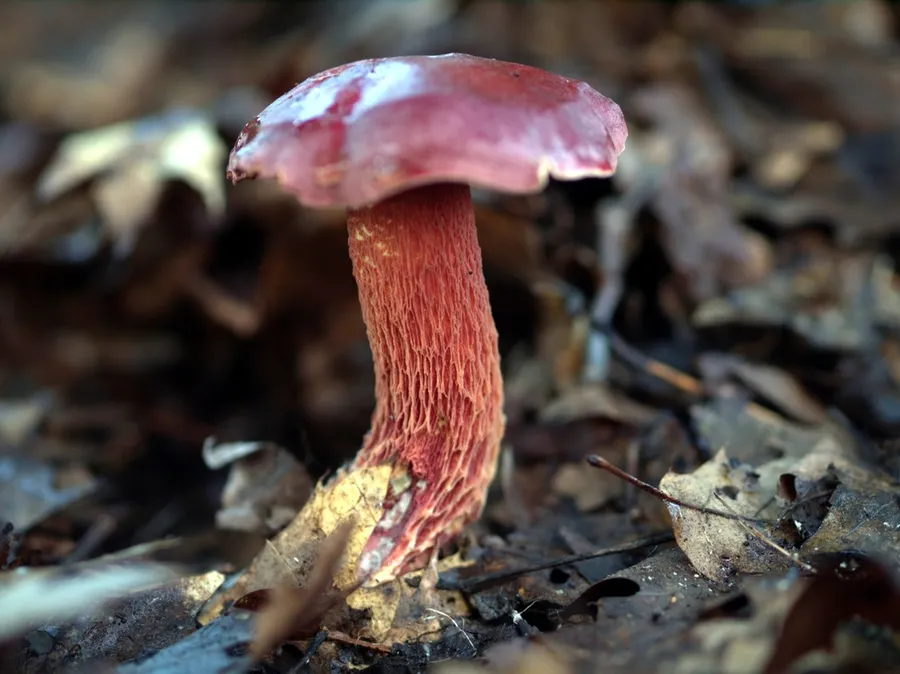 Dokumentasi Exsudoporus frostii — Fotografi