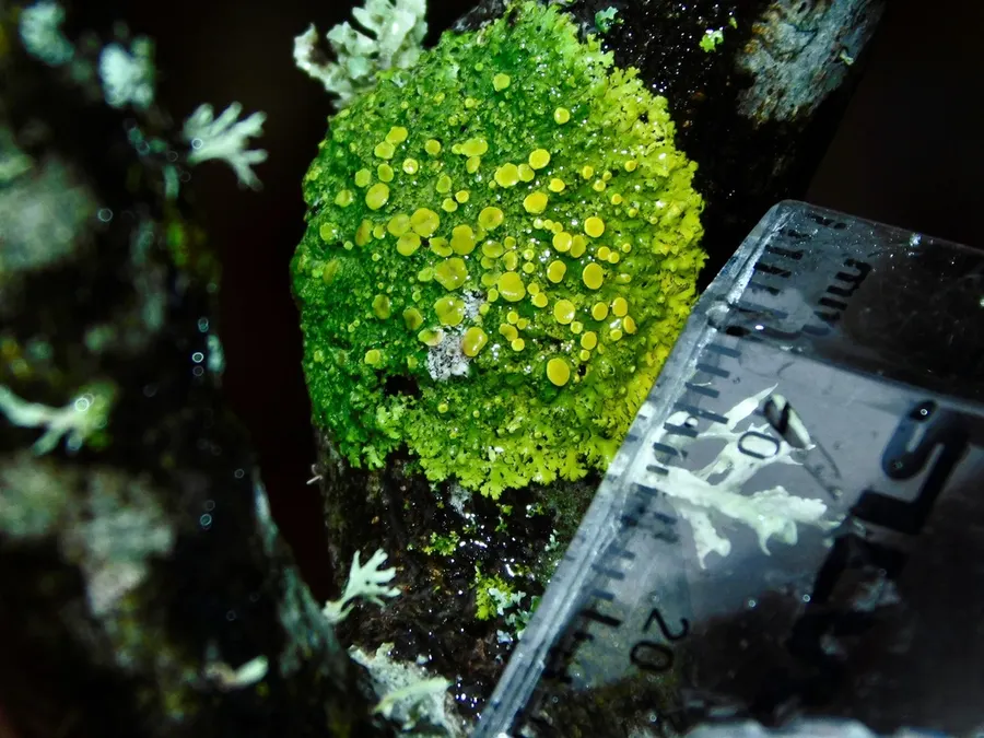 Dokumentasi Xanthomendoza hasseana — Fotografi