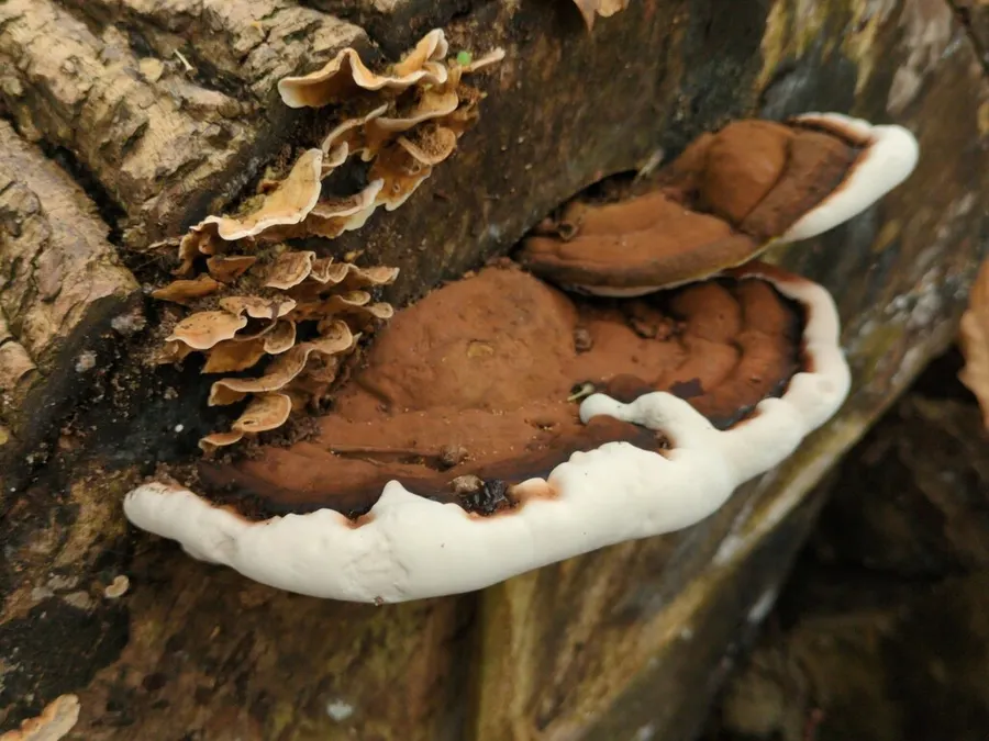Dokumentasi Ganoderma applanatum — Fotografi