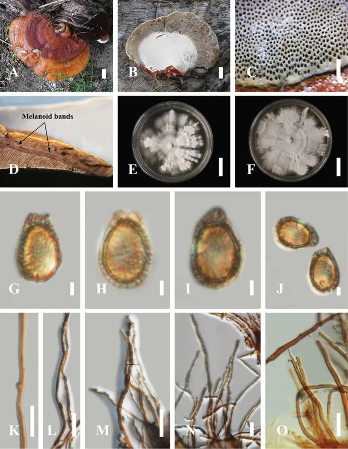 Dokumentasi Ganoderma casuarinicola — Pelat ilmiah