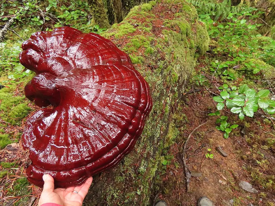 Dokumentasi Ganoderma oregonense — Fotografi