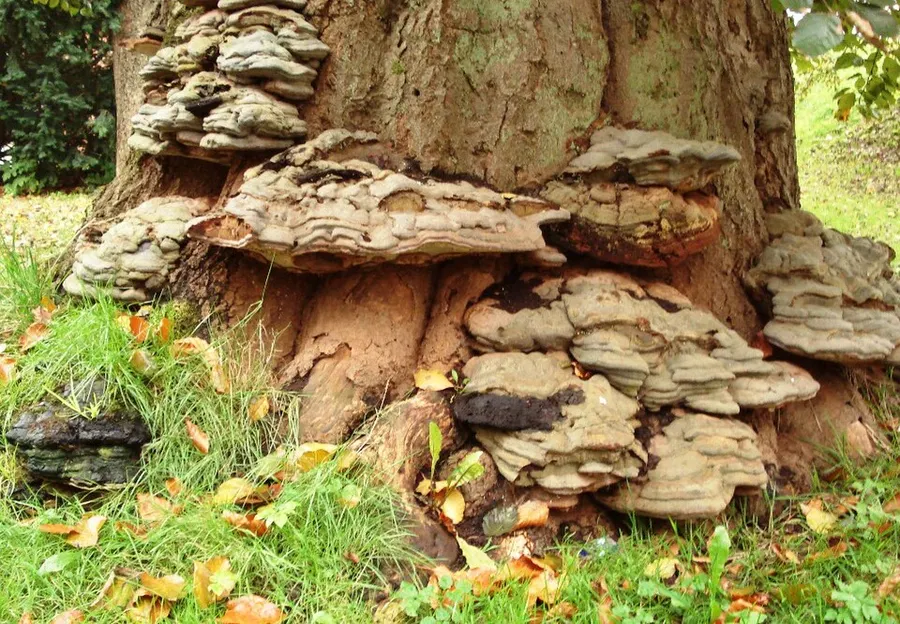 Dokumentasi Ganoderma pfeifferi — Fotografi
