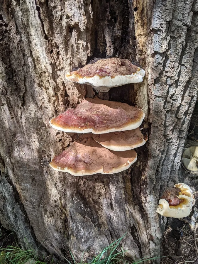 Dokumentasi Ganoderma resinaceum — Fotografi