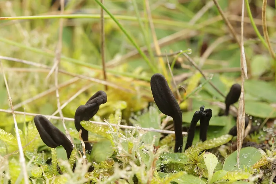 Dokumentasi Geoglossum umbratile — Fotografi