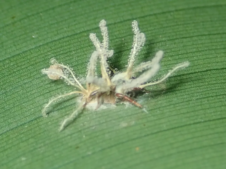 Dokumentasi Gibellula pulchra — Fotografi