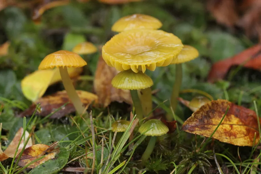Dokumentasi Gliophorus psittacinus — Fotografi