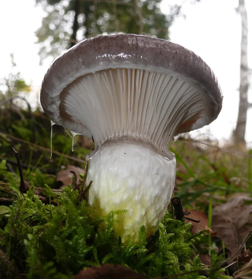 Dokumentasi Gomphidius glutinosus — Fotografi