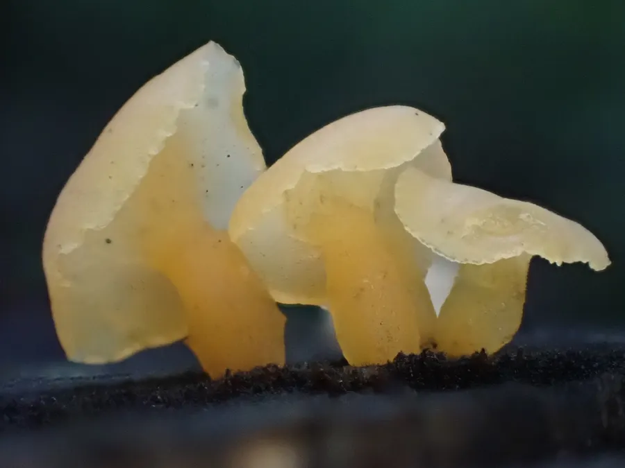 Dokumentasi Guepiniopsis buccina — Fotografi