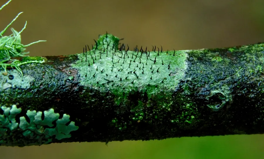 Dokumentasi Gyalideopsis buckii — Fotografi