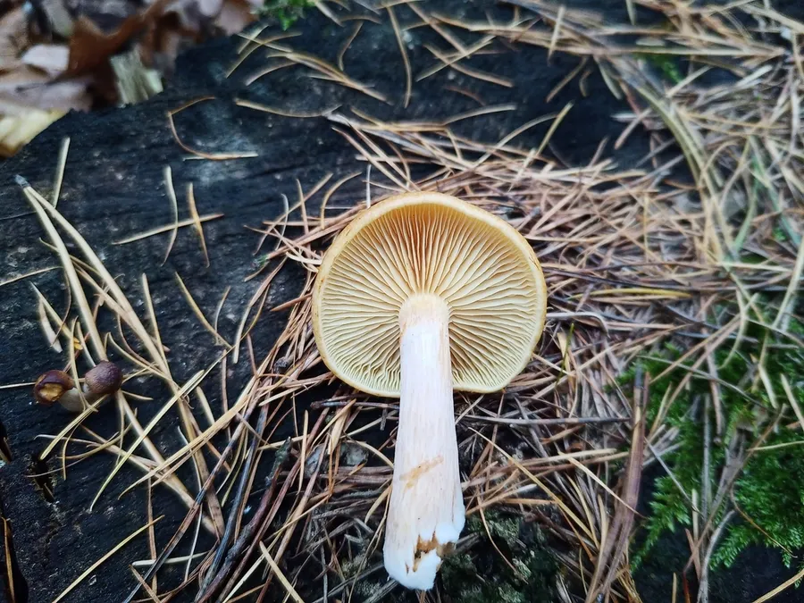 Dokumentasi Gymnopilus penetrans — Fotografi