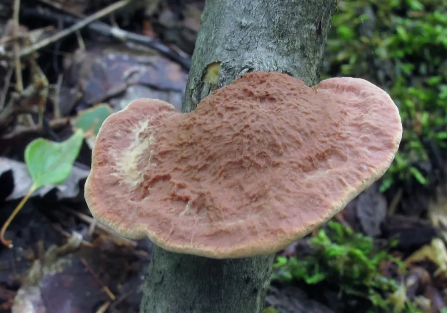 Dokumentasi Hapalopilus rutilans — Fotografi