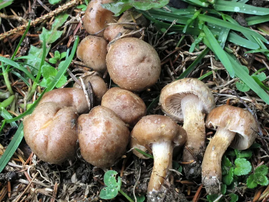 Dokumentasi Hebeloma excedens — Fotografi