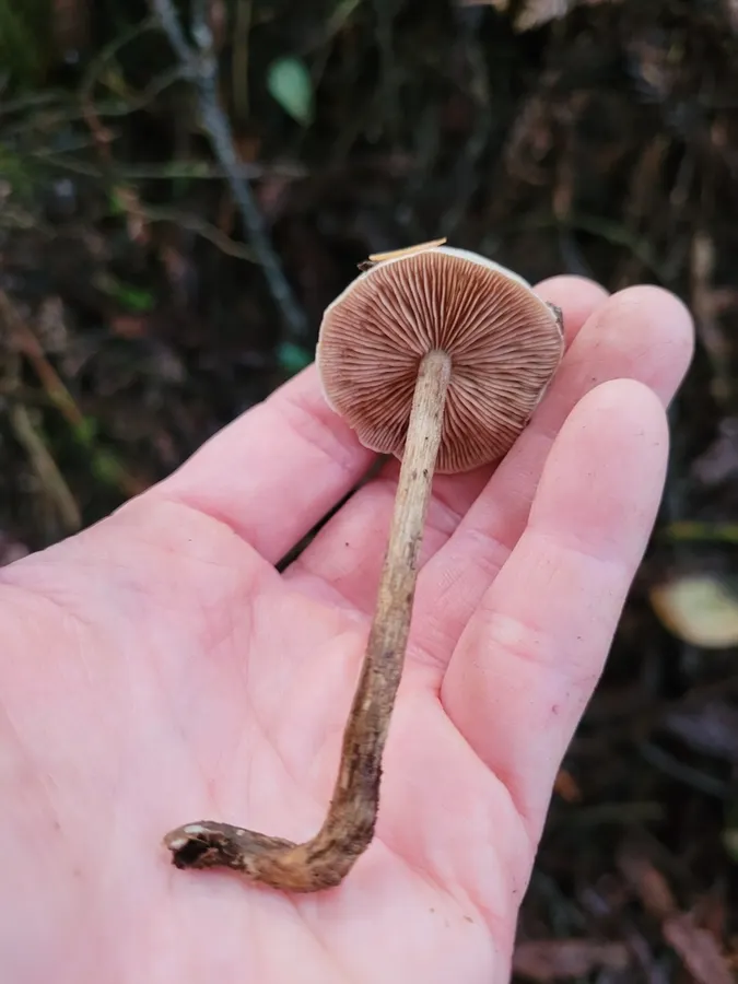 Dokumentasi Hebeloma olympianum — Fotografi